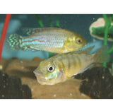 X3 Mouthbrooder Pseudo. Nicholsi Cichlid Sm/Md 1" - 2" Each Freshwater Fish-Freshwater Fish Package-www.YourFishStore.com