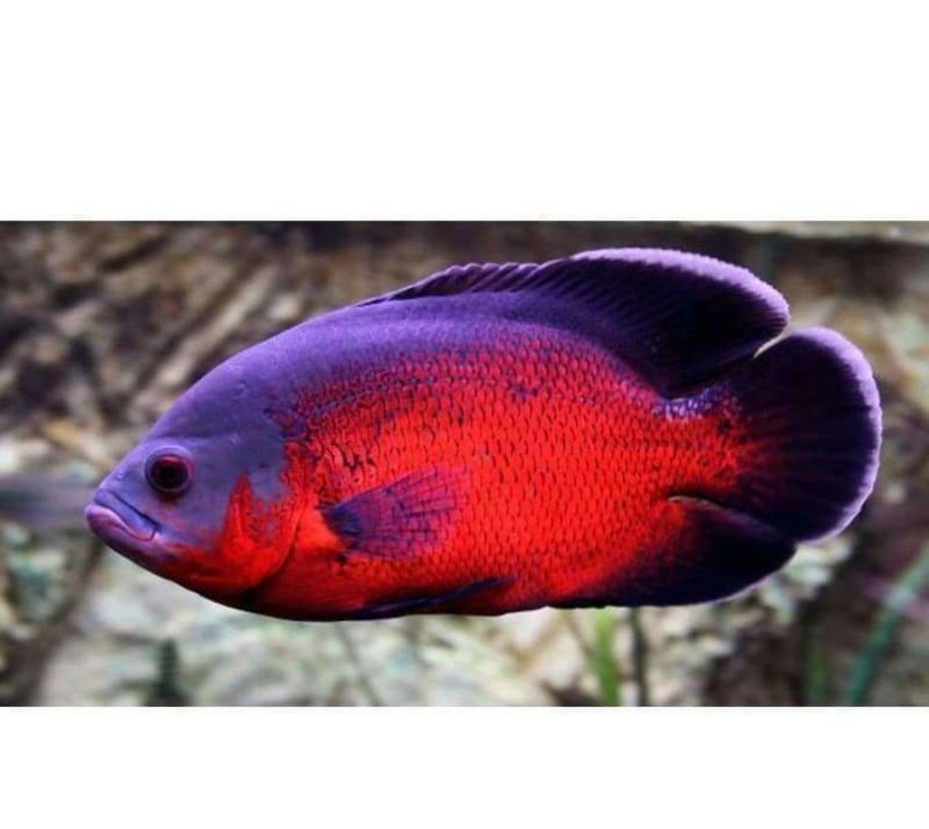 X3 Red Oscar Sm/Med 1" - 2" Each - Freshwater Package-Freshwater Fish Package-www.YourFishStore.com