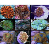 X3 Ricordea Mushroom Coral - Single Leaf-Coral packages-www.YourFishStore.com