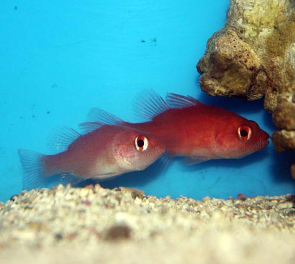 X3 Ruby Red Cardinal Fish - Apogon Coccineus