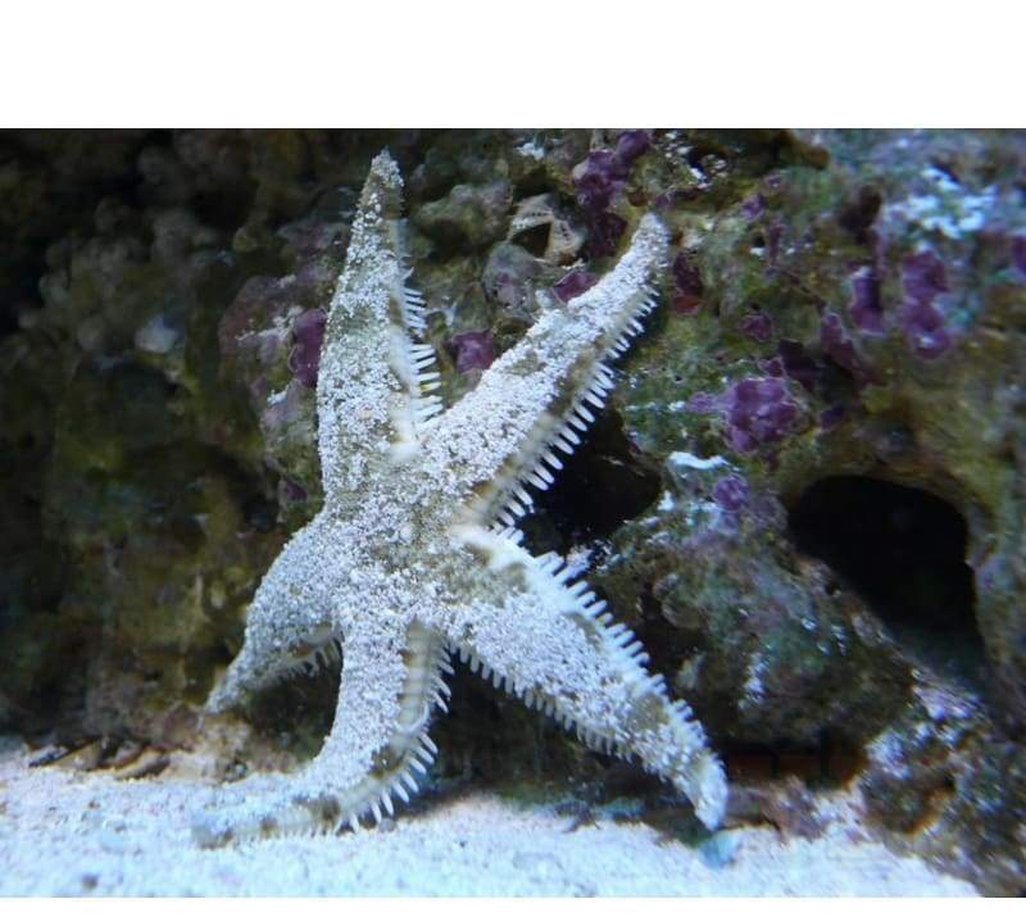X3 Sand Shifting Star Fish - Astropecten Polycambus-marine fish packages-www.YourFishStore.com