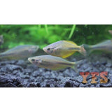 X3 Yellow Rainbow Med 1" - 2" Freshwater Fish Package-Rainbowfish-www.YourFishStore.com