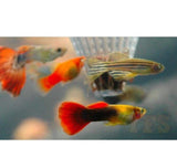 X30 Assorted Danio Fish - Live Freshwater + x10 Assorted Plants-Freshwater Fish Package-www.YourFishStore.com