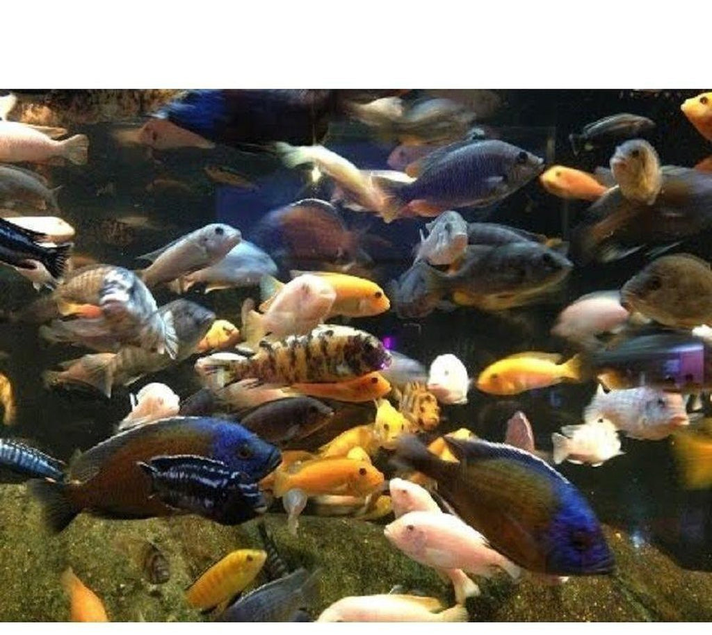 X4 African Cichlid Assorted Large 4"- 5" - Freshwater
