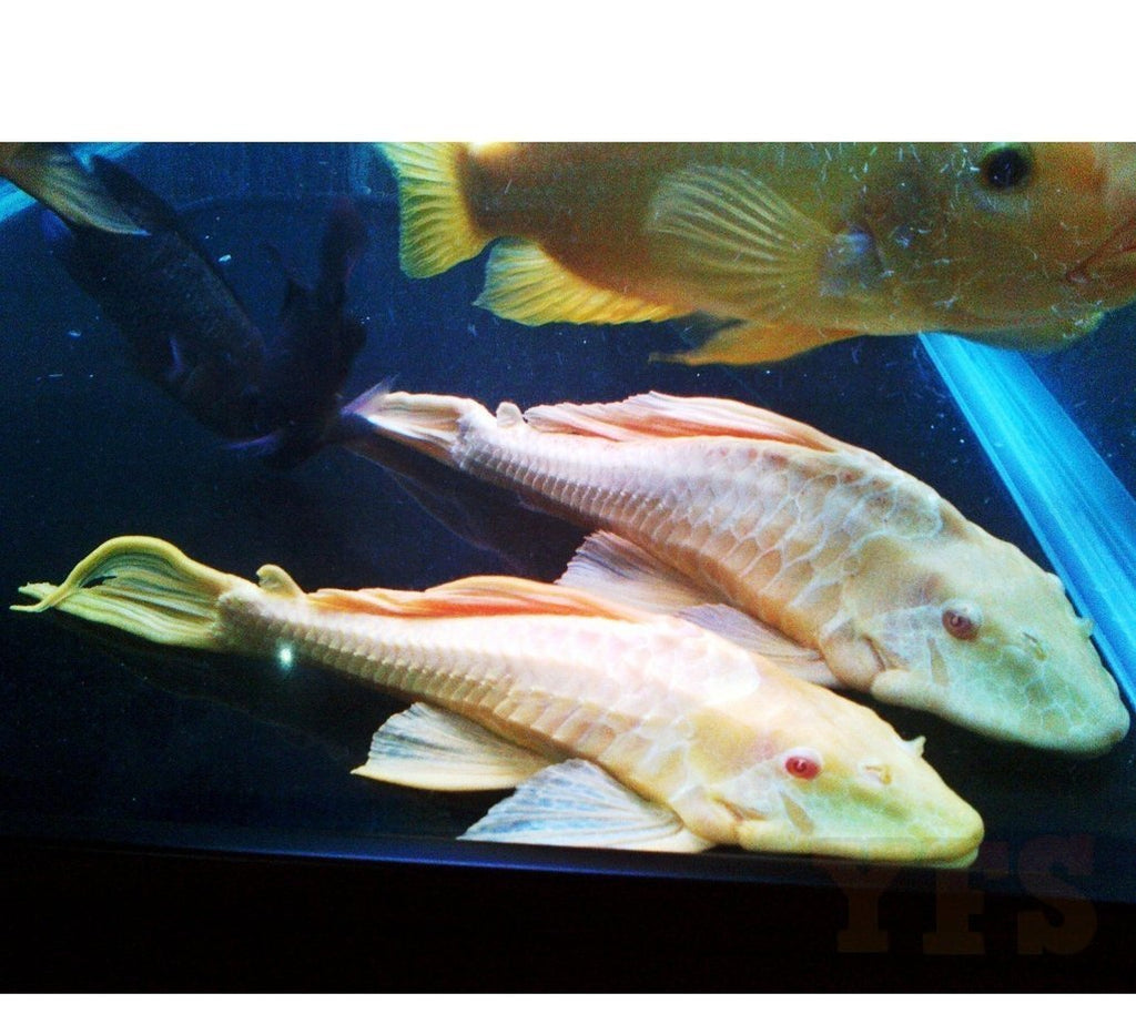 X4 Albino Gibbiceps Pleco Sm/Med 1" - 1 /2" Tank Cleaners! Free Shipping