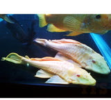 X4 Albino Gibbiceps Pleco Sm/Med 1" - 1 /2" Tank Cleaners! Free Shipping-Freshwater Fish Package-www.YourFishStore.com