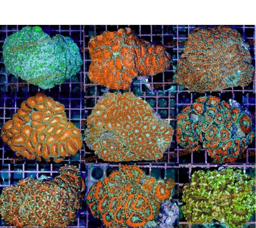 X4 Assorted Acan Lord Med - Lordhowensis - Brain Coral Lps Sps