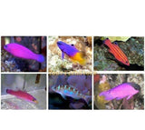 X4 Assorted Basslet Fish Package - Medium Size Saltwater-marine fish packages-www.YourFishStore.com