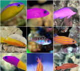 X4 Assorted Basslet Fish Package - Medium Size Saltwater-marine fish packages-www.YourFishStore.com