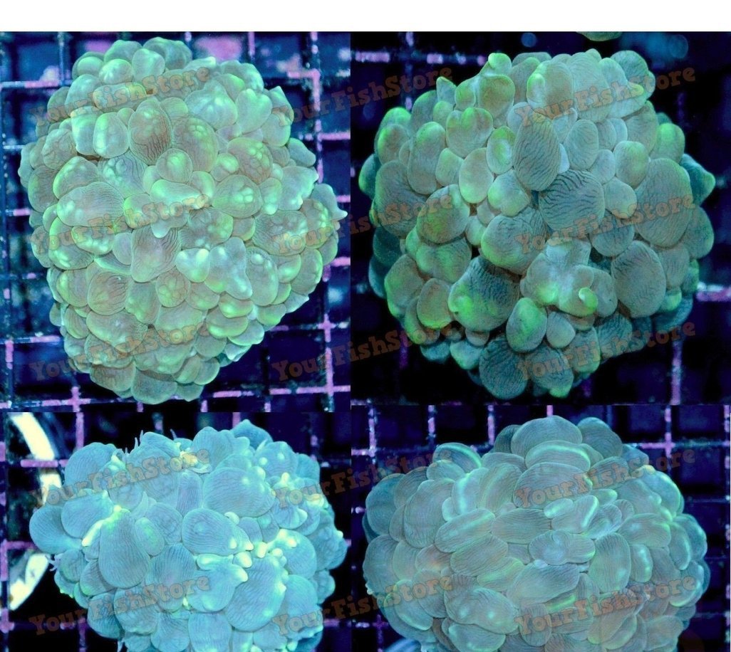 X4 Assorted Bubble Coral Med - Plerogyra Sinuosa - Bulk Save-frag packages-www.YourFishStore.com
