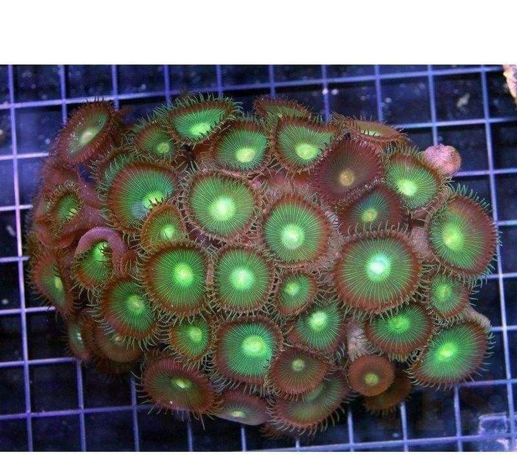 X4 Assorted Button Polyp Green Coral Fish Medium Size - Zoanthus