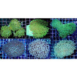 X4 Assorted Goniopora Coral Med - Flower Pot Coral - Live Lps Sps-frag packages-www.YourFishStore.com
