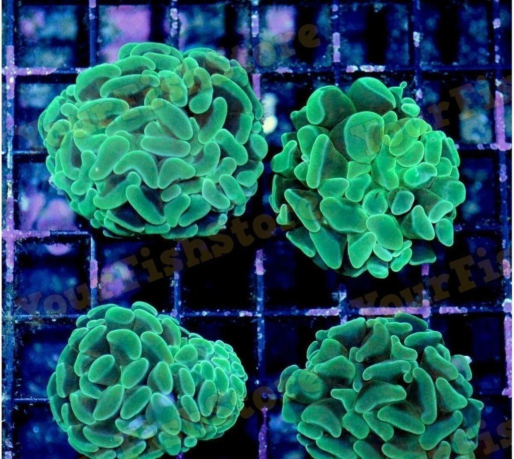 X4 Assorted Hammer Coral Frags - Euphyllia Ancora-frag packages-www.YourFishStore.com