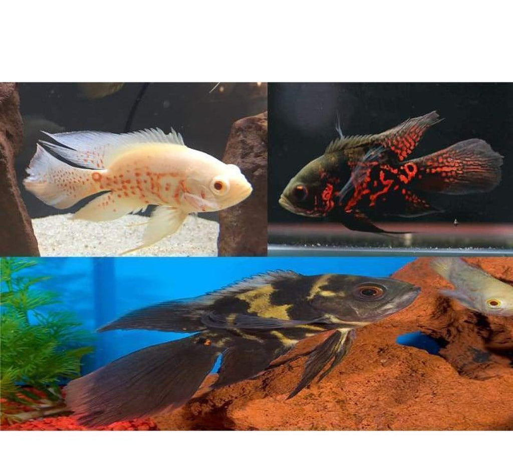 X4 Assorted Longfin Oscar Sm/Med 1" - 3" Each - Freshwater Package