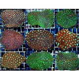 X4 Assorted Med Favites Coral - Brain Coral - Aspera *Bulk Save-frag packages-www.YourFishStore.com