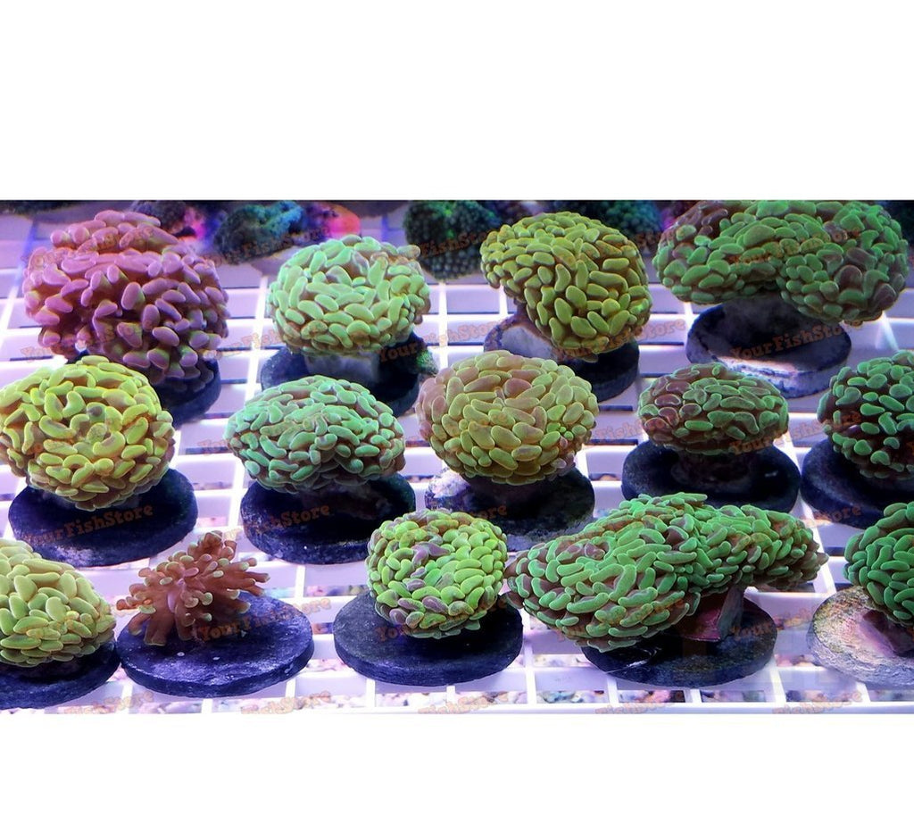 X4 Assorted Mixed Hammer Coral Frags - Euphyllia Ancora