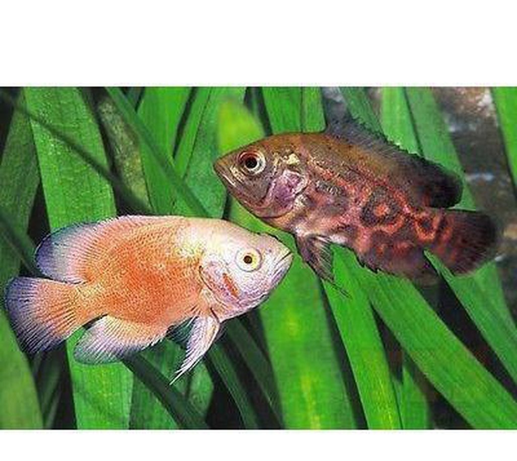 X4 Assorted Oscar Sml/Med 2"-3" Each - Freshwater-Freshwater Fish Package-www.YourFishStore.com