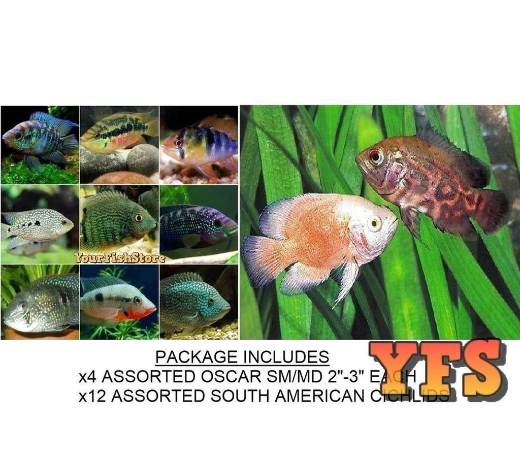 X4 Assorted Oscar Sml/Med 2"-3" Each - X12 Assorted South American Cichlid Freshwater Fish Package