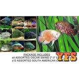 X4 Assorted Oscar Sml/Med 2"-3" Each - X12 Assorted South American Cichlid Freshwater Fish Package-Freshwater Fish Package-www.YourFishStore.com