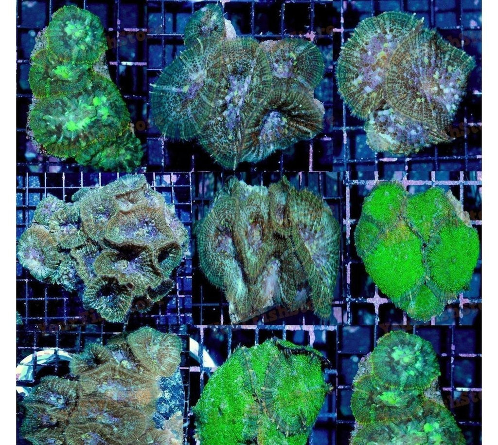 X4 Assorted Rhodactis Mushroom Genus Coral - Live Sps Lps