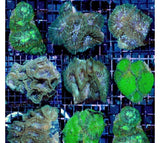 X4 Assorted Rhodactis Mushroom Genus Coral - Live Sps Lps-frag packages-www.YourFishStore.com