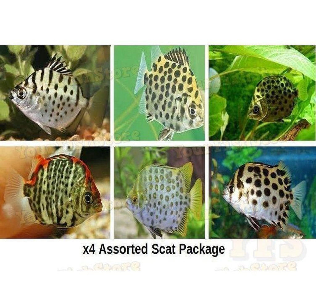 X4 Assorted Scat Fish - Sm//Md 1" - 2" Each - Scatophagus Argus