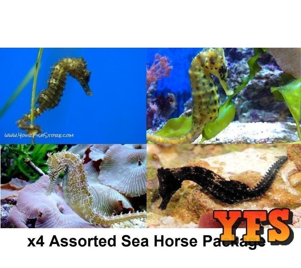 X4 Assorted Sea Horses Package Med *Bulk Save-marine fish packages-www.YourFishStore.com