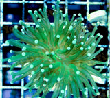 X4 Assorted Torch Coral Frags - Euphyllia Glabrescens *Bulk Save-frag packages-www.YourFishStore.com