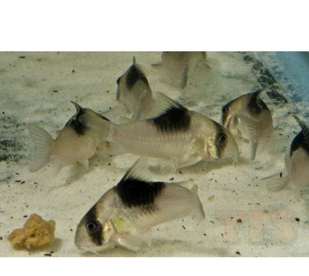 X4 Bicolor Corydoras Catfish-Freshwater Fish Package-www.YourFishStore.com