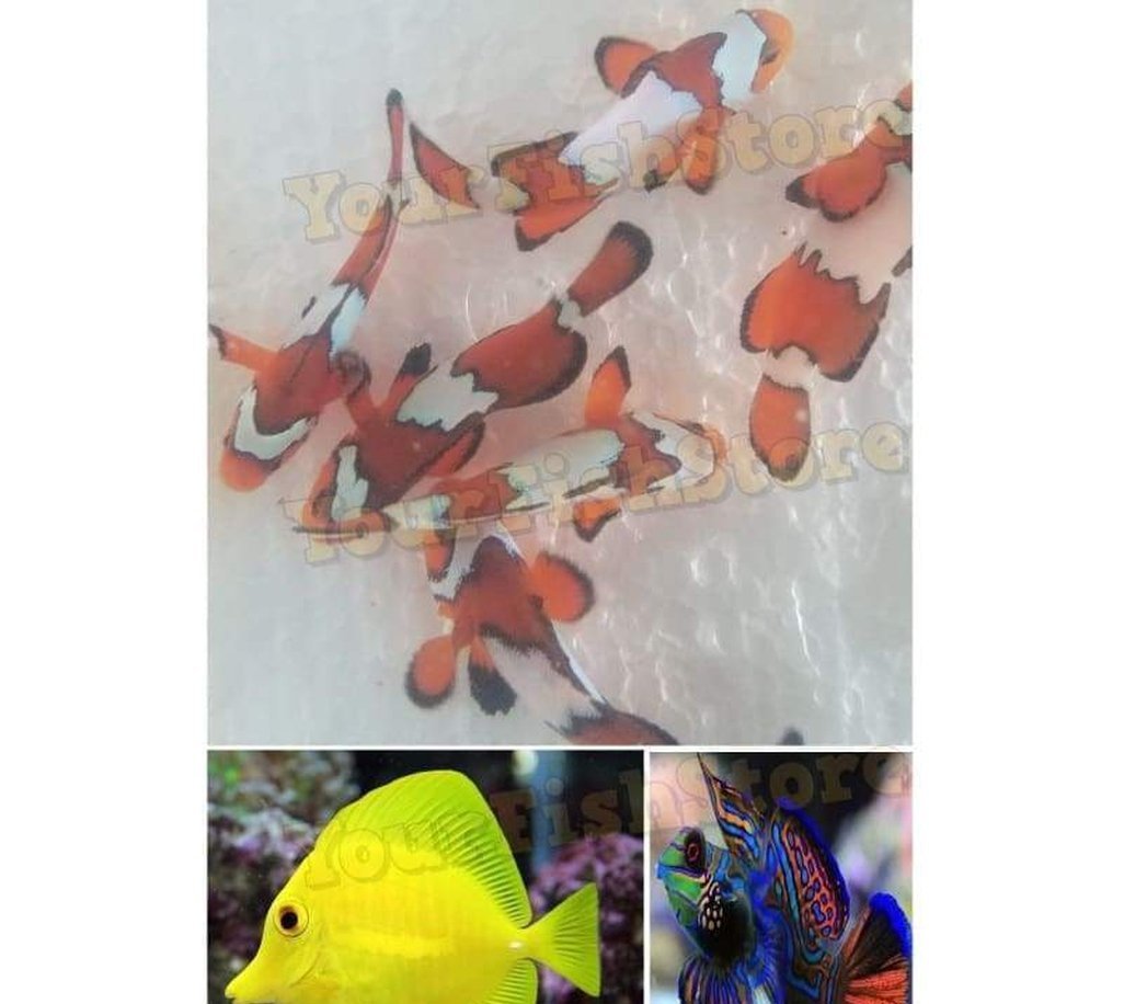 X4 Black Ice Clown Fish Med - X1 Yellow Tang - X2 Mandarin Gobies-marine fish packages-www.YourFishStore.com