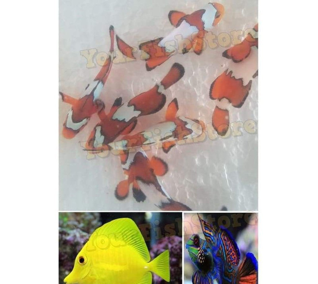 X4 Black Ice Clown Fish Med - X1 Yellow Tang - X2 Mandarin Gobies
