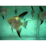 X4 Blushing Bulgarian Green Angel Fish Sm/Med 1"-2" Fresh Water-Freshwater Fish Package-www.YourFishStore.com