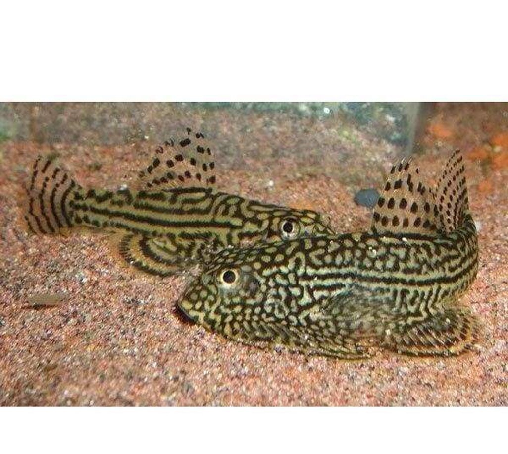 X4 Butterfly Reticulated Sucker Sml/Med (Beaufortia Kweichowensis) Free Shipping-marine fish packages-www.YourFishStore.com