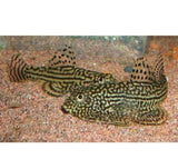 X4 Butterfly Reticulated Sucker Sml/Med (Beaufortia Kweichowensis) Free Shipping-marine fish packages-www.YourFishStore.com