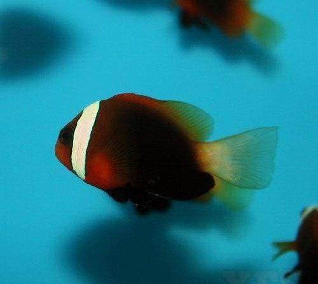 X4 Cinnamon Clown Fish Package - Amphiprion Rubrocinctus-marine fish packages-www.YourFishStore.com