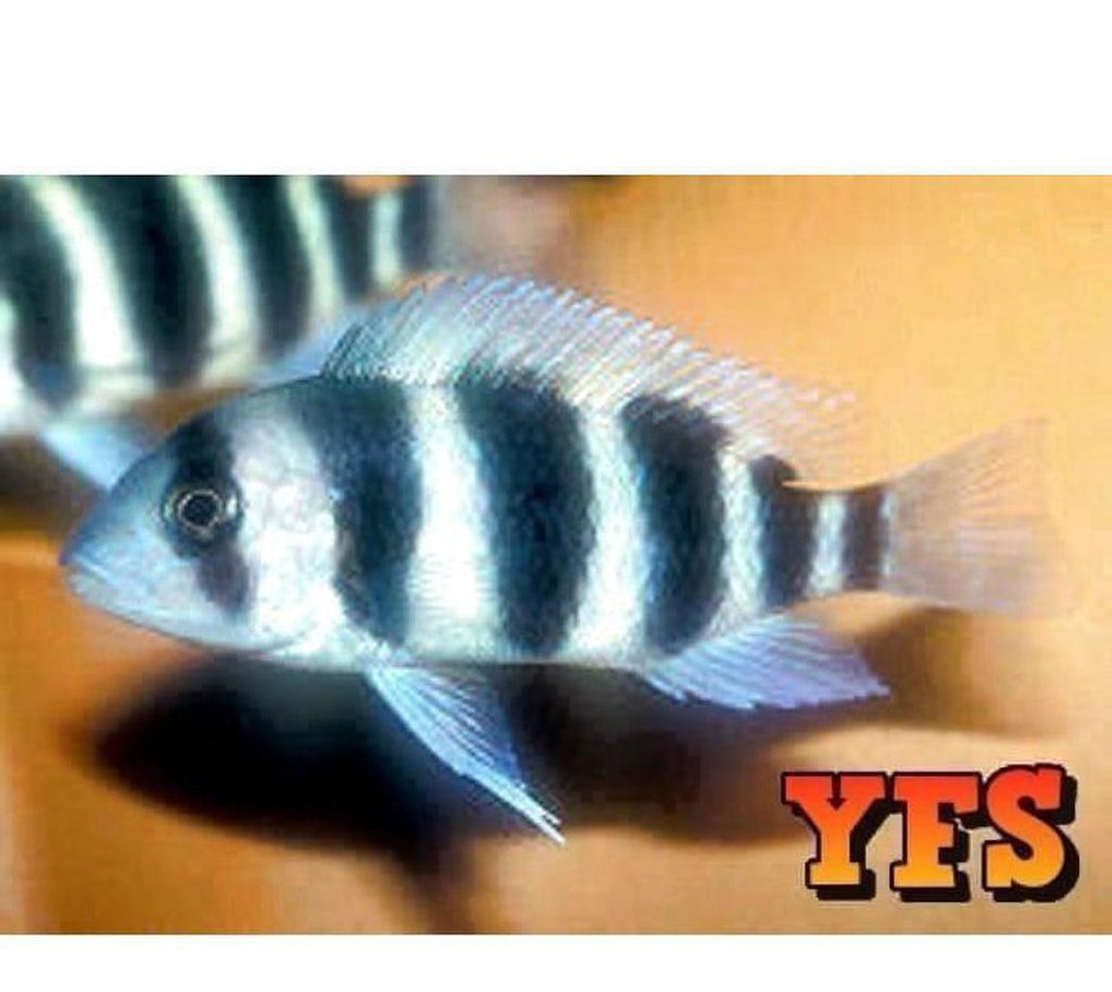 X4 Cyphotilapia Frontosa Cichlid Package Freshwater