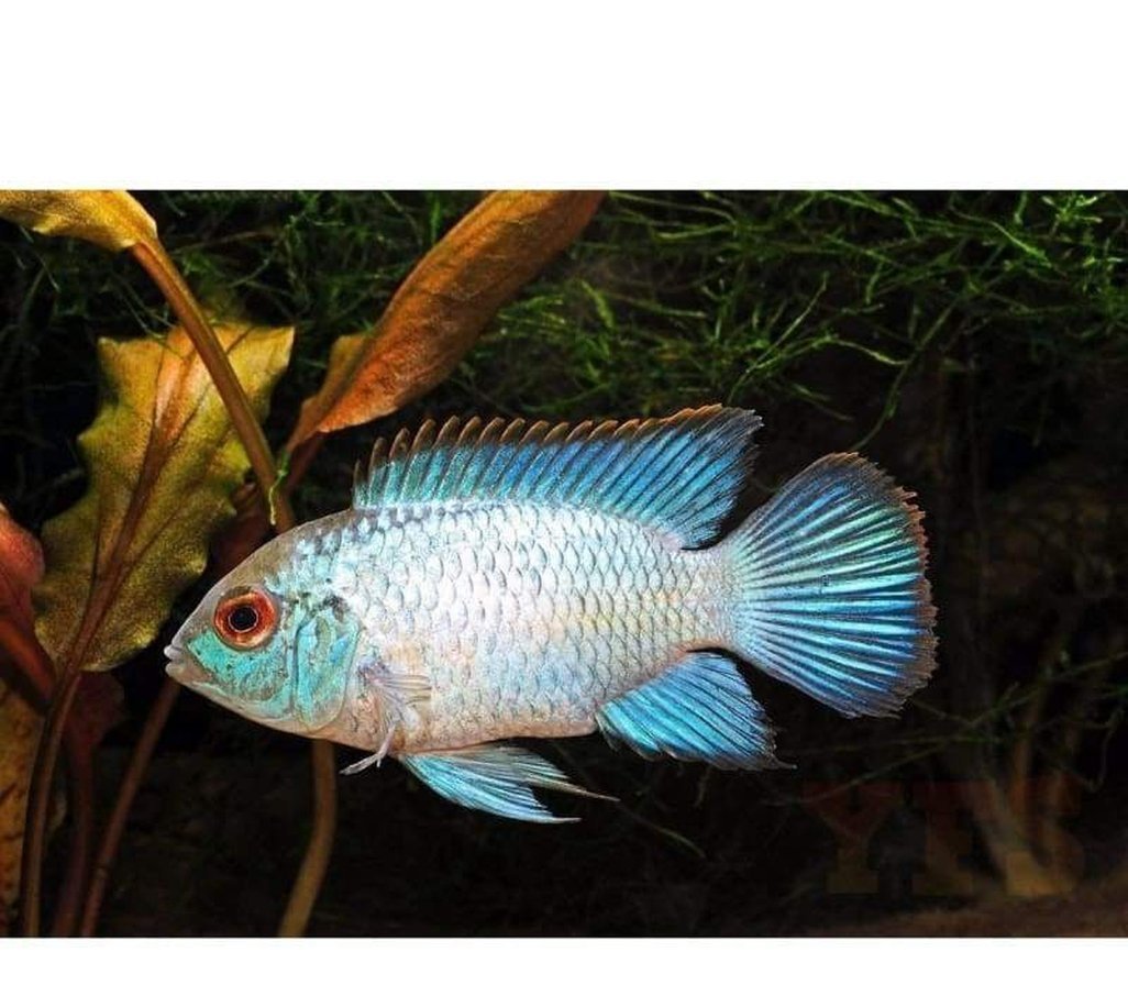 X4 Electric Blue Acara Cichlids 1" - 2" Each - Freshwater Fish-Freshwater Fish Package-www.YourFishStore.com