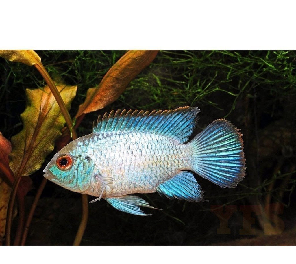 X4 Electric Blue Acara Cichlids 1" - 2" Each + x10 Assorted Freshwater Plants - Freshwater Fish