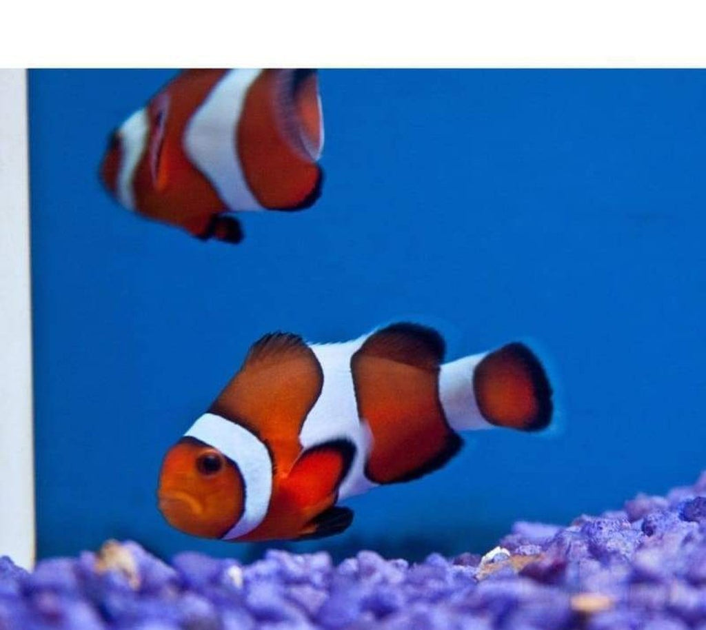 X4 (Four) Ocellaris Clown Fish Pack Tank Raised Sml/Med -