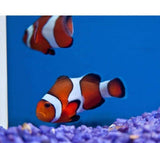 X4 (Four) Ocellaris Clown Fish Pack Tank Raised Sml/Med -marine fish packages-www.YourFishStore.com