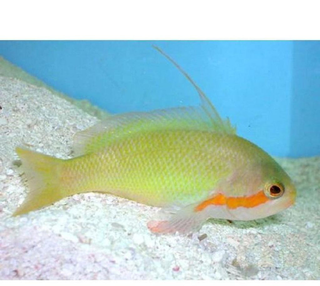 X4 Huchtii Anthias Female - Pseudanthias Sml/Med - Fish Saltwater