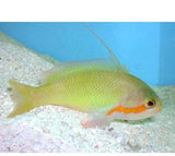 X4 Huchtii Anthias Female - Pseudanthias Sml/Med - Fish Saltwater-marine fish packages-www.YourFishStore.com