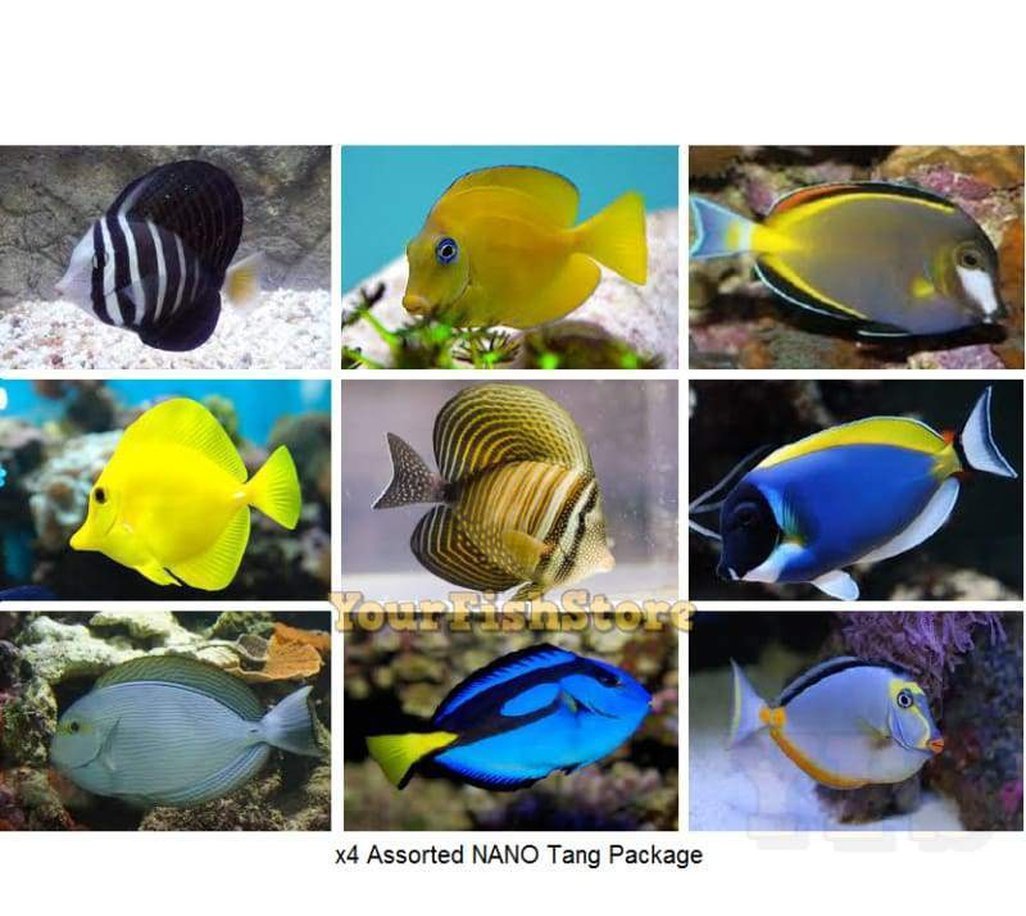 X4 Marine Tang Nano Assorted Tang Package - Fish Free Shipping-marine fish packages-www.YourFishStore.com