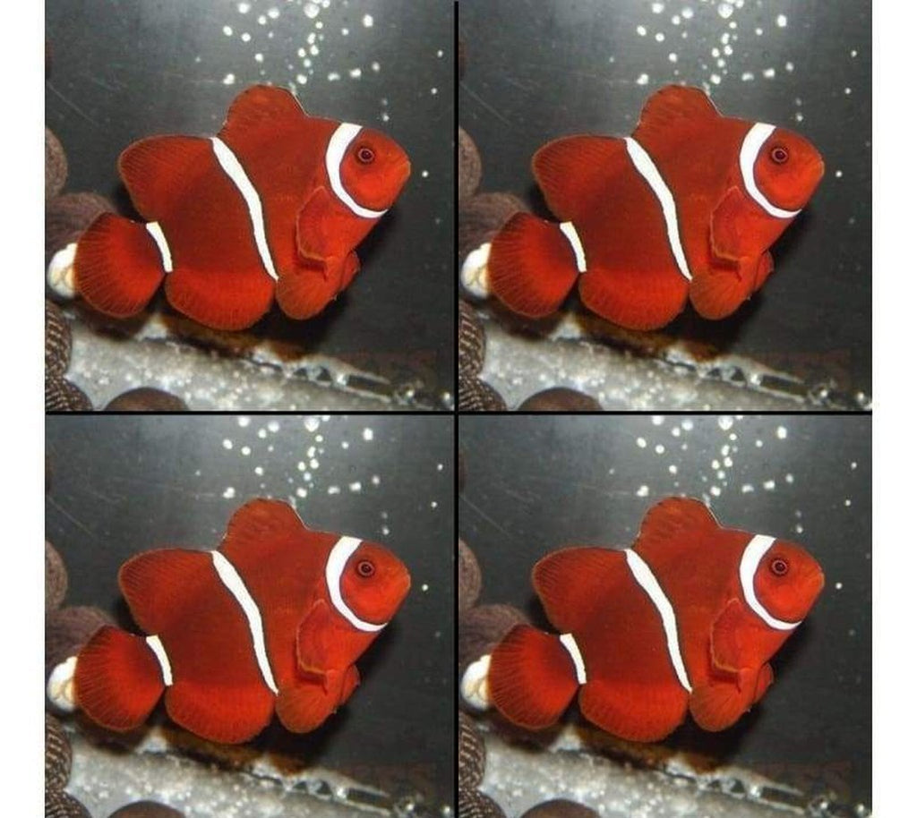 X4 Maroon Clown Fish Package - Premnas Biaculeatus