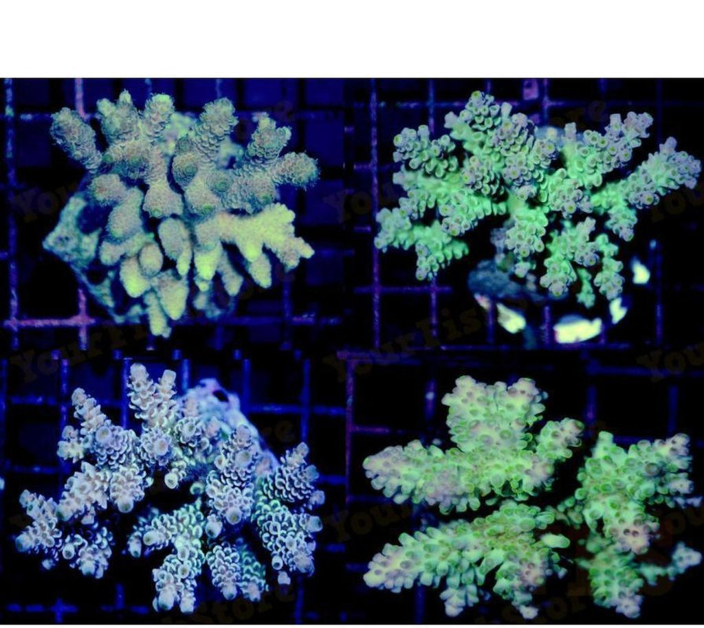 X4 Med/Lrg Acro Acropora Frag Package Assorted Live Coral 3"- 5" Each