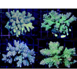 X4 Med/Lrg Acro Acropora Frag Package Assorted Live Coral 3"- 5" Each-frag packages-www.YourFishStore.com