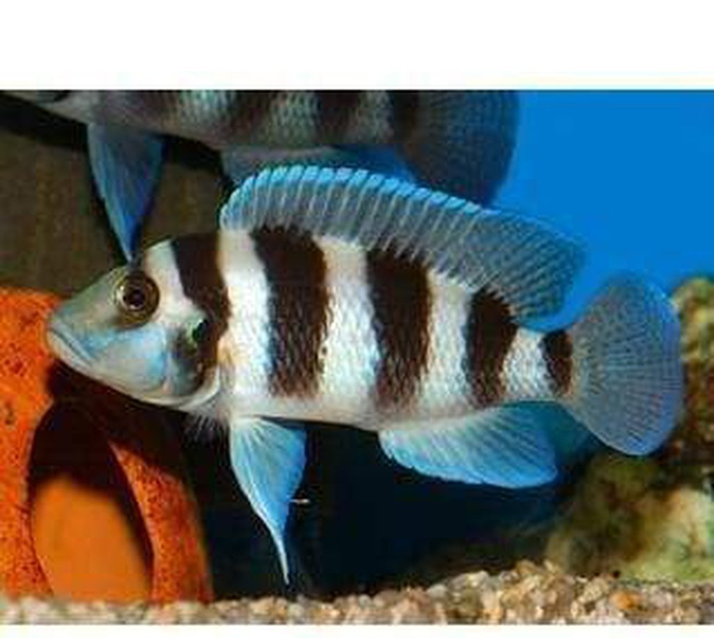 X4 Neolamprologus Tretocephalus Cichlid Sm/Md 1" - 2" Each Freshwater Fish-Freshwater Fish Package-www.YourFishStore.com