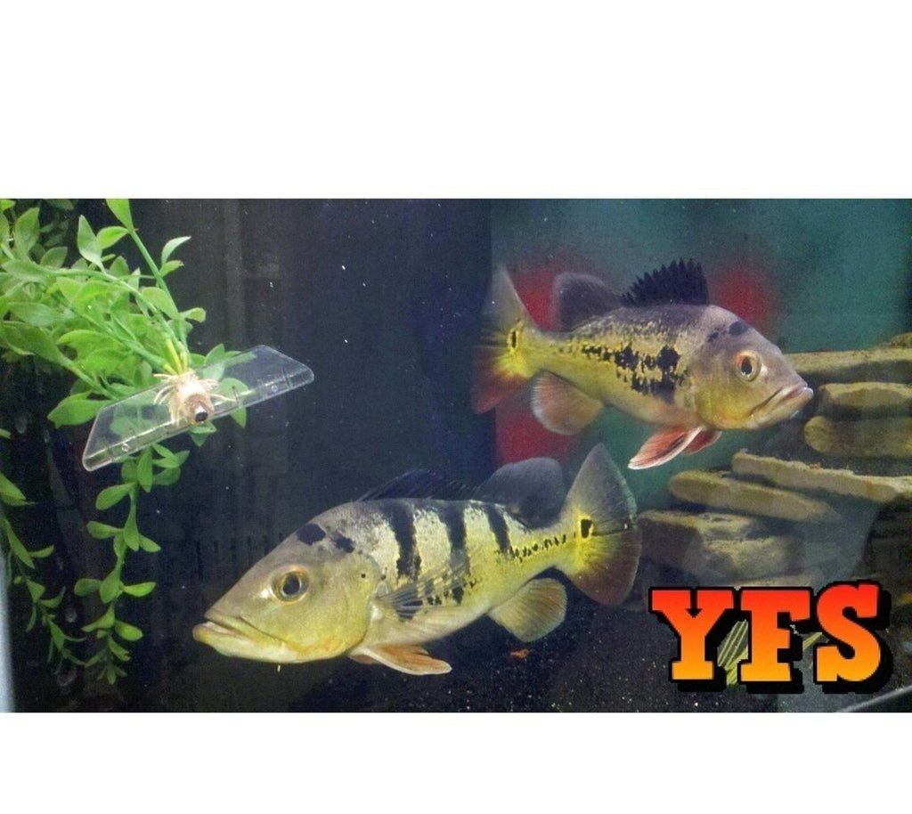X4 Peacock Bass Cichlid - South American Sml/Med 1"-2" - Fresh Water