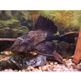 X4 Rhino Pleco Sml/Med 1"-2" Tank Cleaners!-Freshwater Fish Package-www.YourFishStore.com