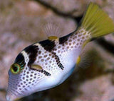 X4 Saddle Valentini Puffer Fish - Canthisgaster Valentini-marine fish packages-www.YourFishStore.com